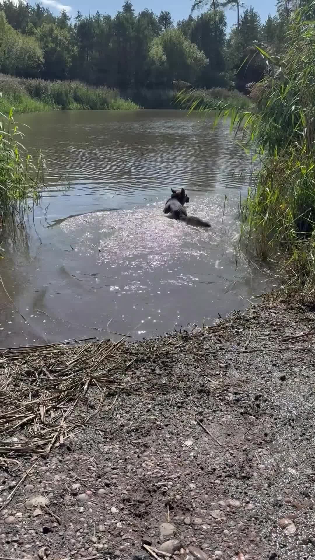 German Shepherd dogs for sale: German shepherd  in Cannock - Video 1