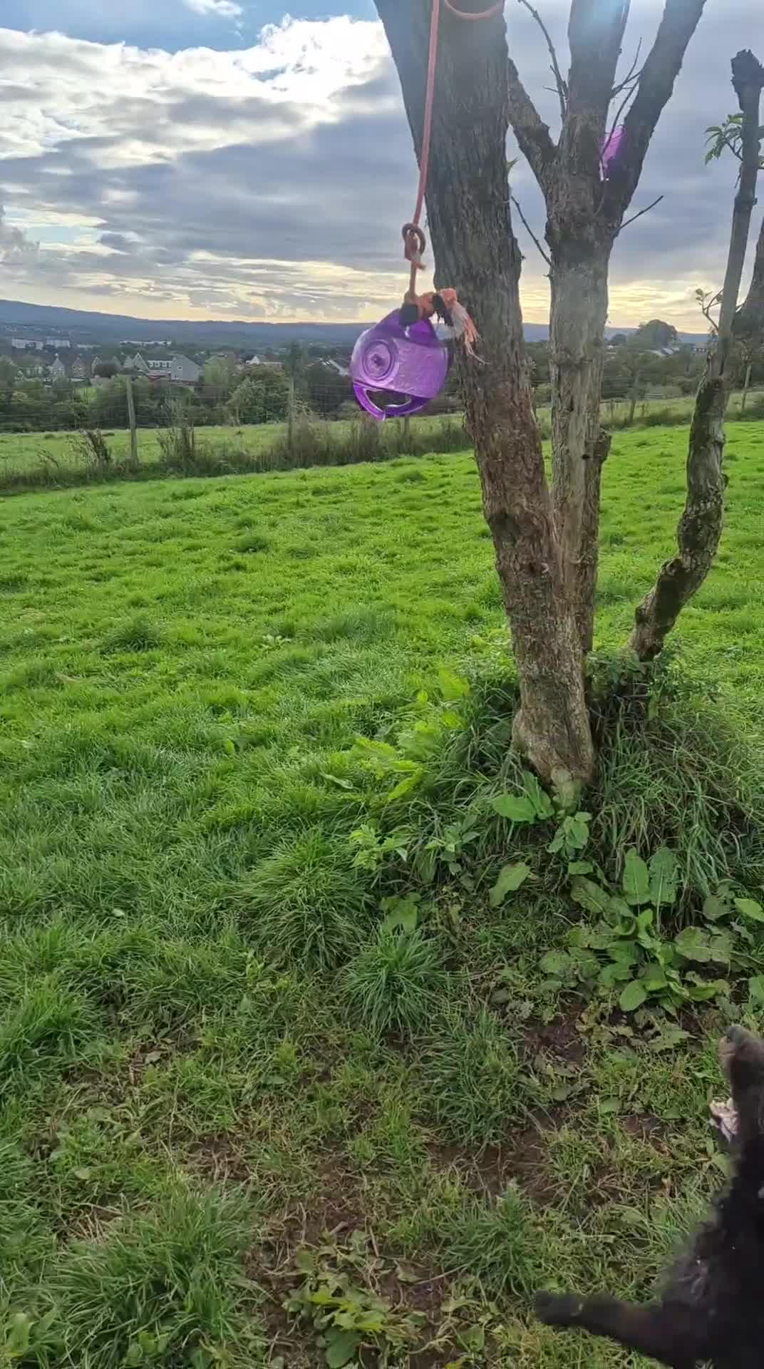 Mixed Breed dogs for sale: Dougal/patterdale terrier  - Video 2