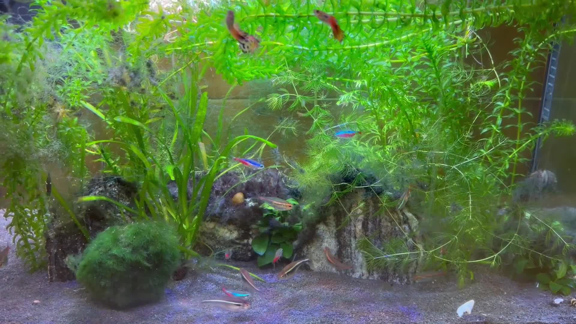 Other/Mixed Breed fish for sale: Complete Community aquarium - Video 1
