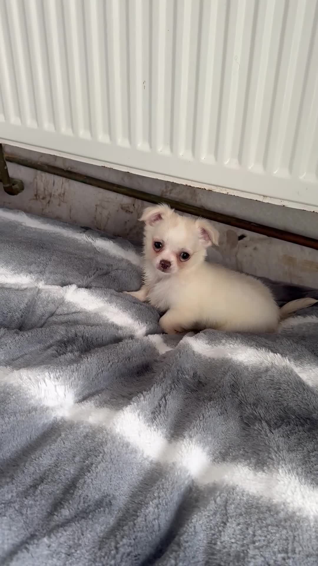 Chihuahua dogs for sale: gorgeous puppies in hull - Video 1