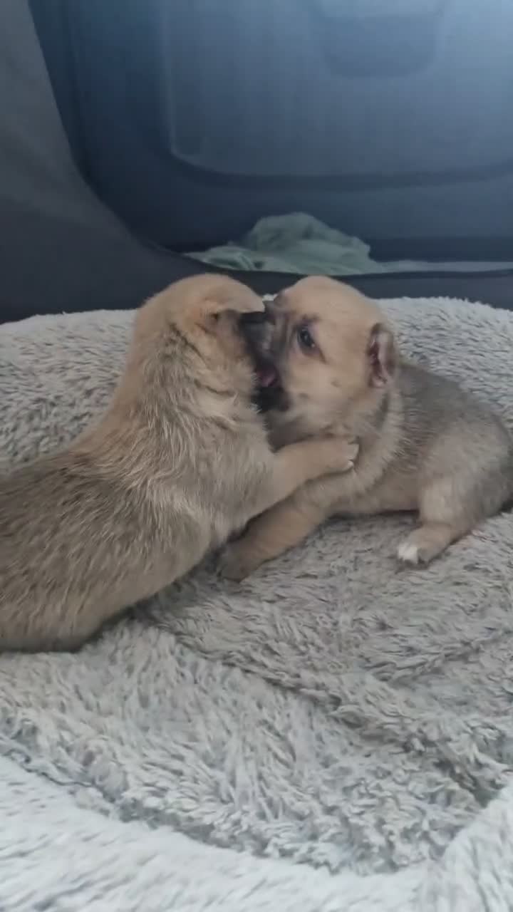 Mixed Breed dogs for sale: Pomchi x Jackawawa puppies - Video 1
