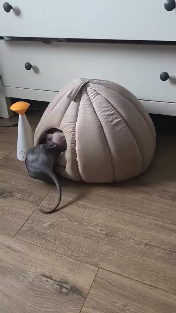 Sphynx cats for sale: FIFe stunning kittens - Video 1