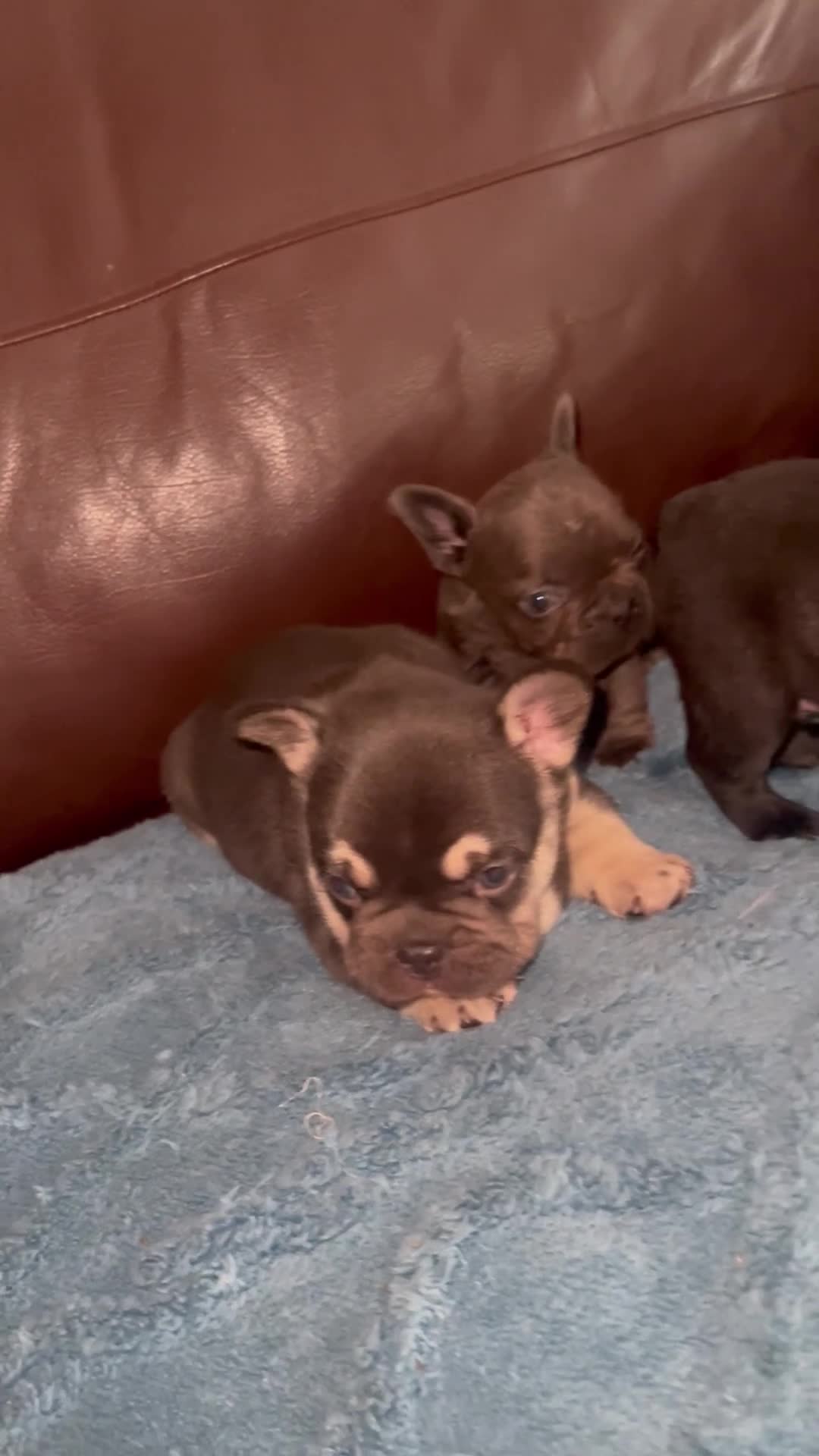 French Bulldog dogs for sale: French Bulldog puppies. 3 x boys 1 x girl - Video 2