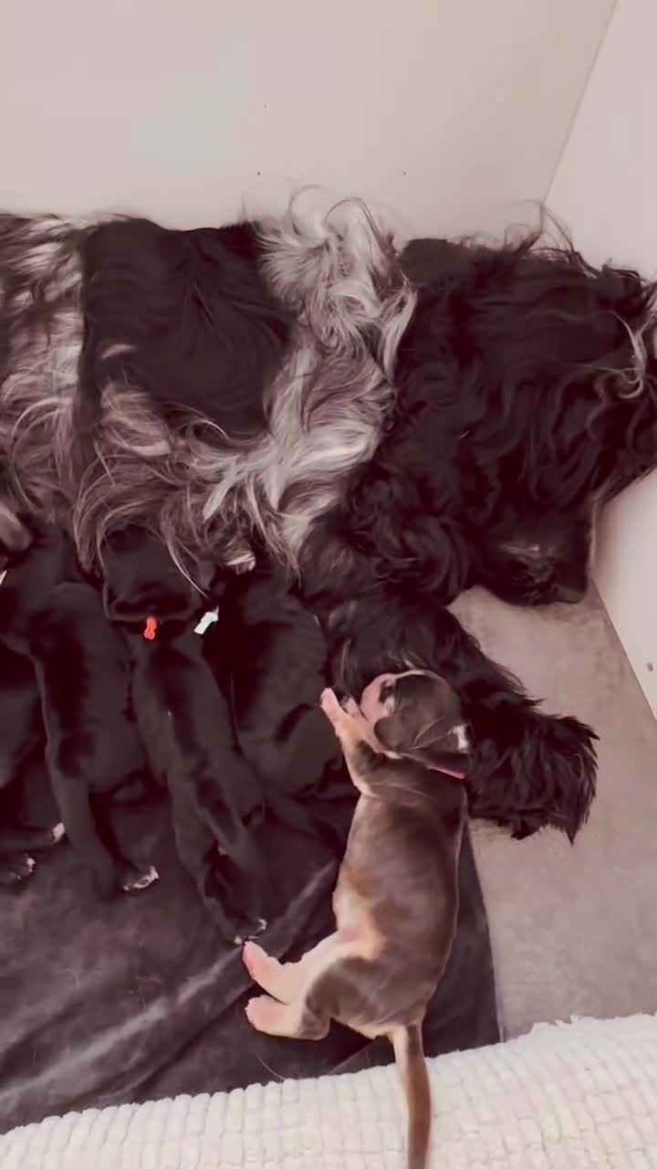 Cocker Spaniel dogs for sale: Exceptional pedigree KC champion show Cockers.  - Video 1