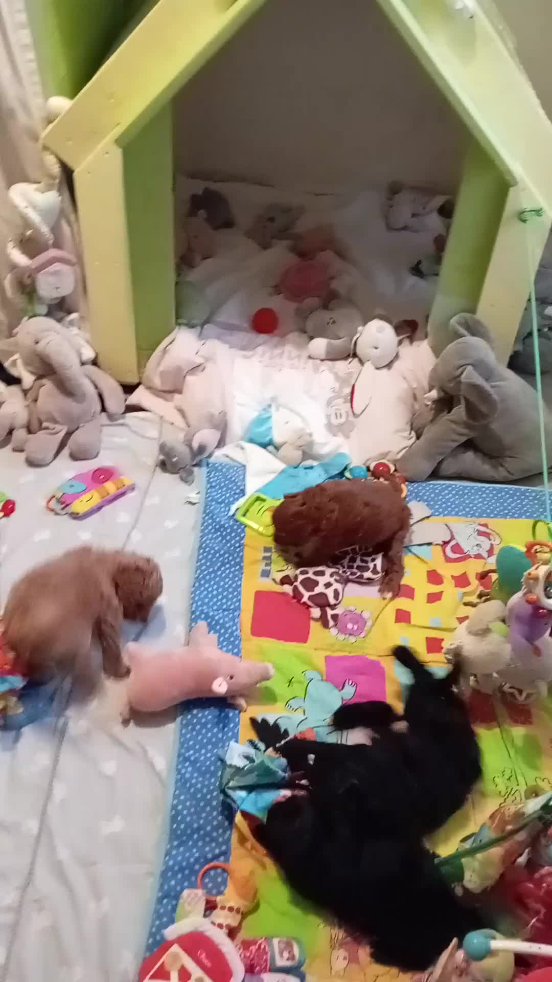 Cockapoo dogs for sale: Cockapoo - Video 4