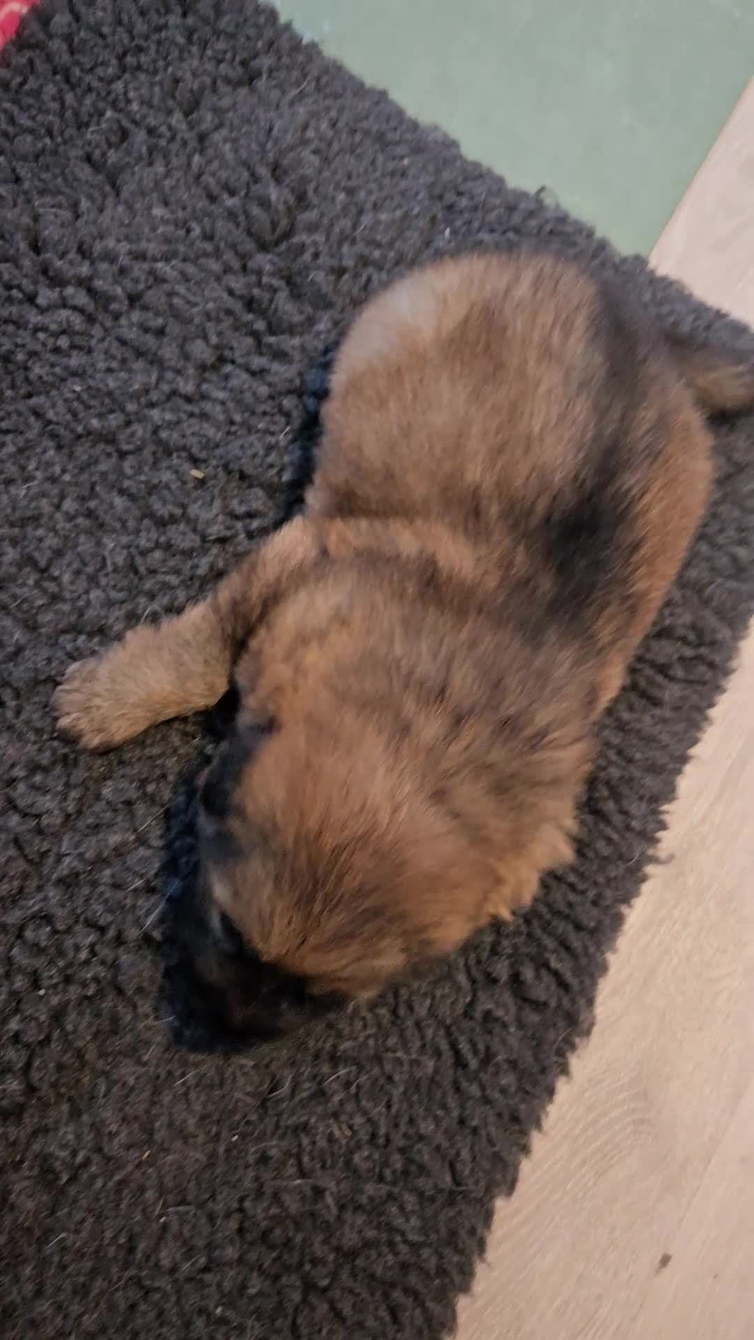 Sheprador dogs for sale: Beutiful male shepradors  - Video 1