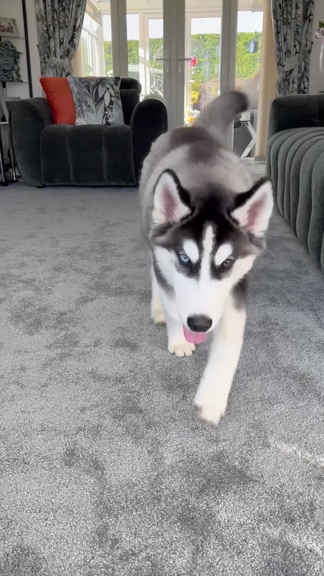 Siberian Husky dogs for sale: Gorgeous bi eyed male husky  - Video 1