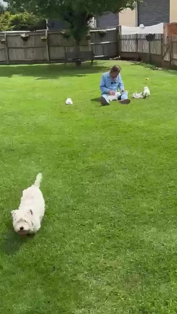 West Highland Terrier dogs for sale: Westdrew Westies - 5 star licensed breeder - Video 2
