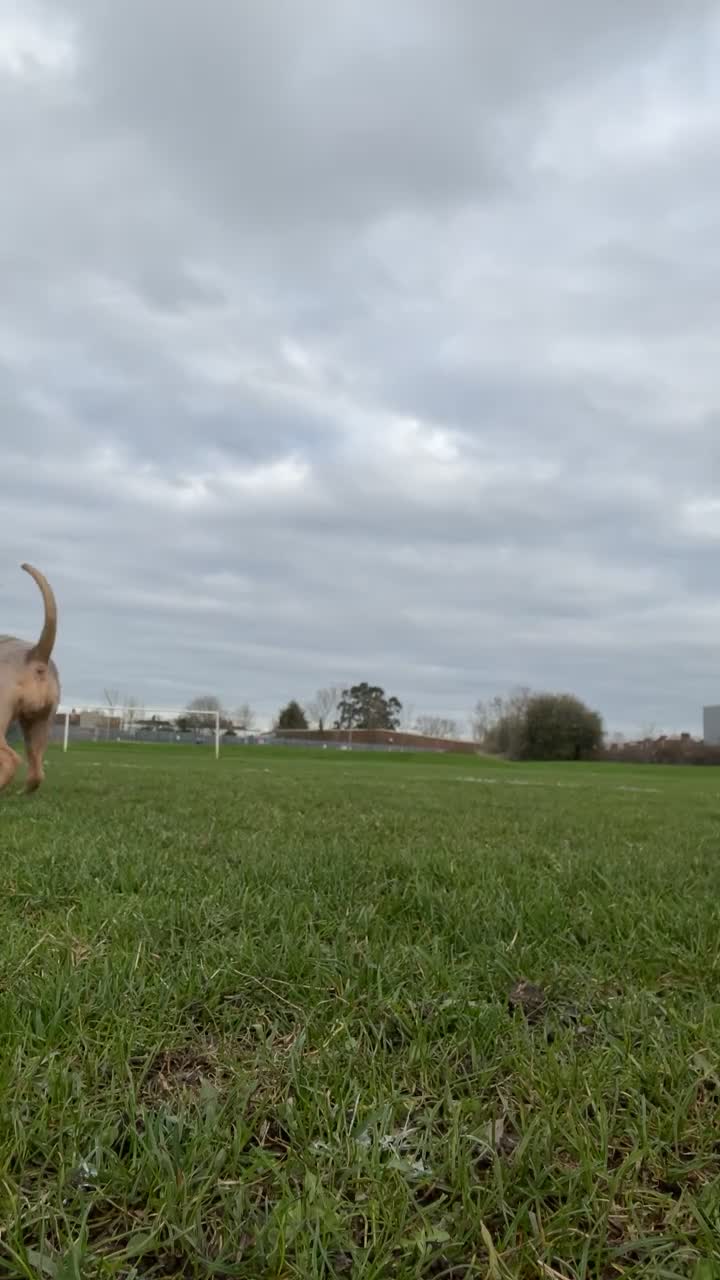 Mixed Breed dogs for stud: Looking for a stud 4 my girl - Video 1