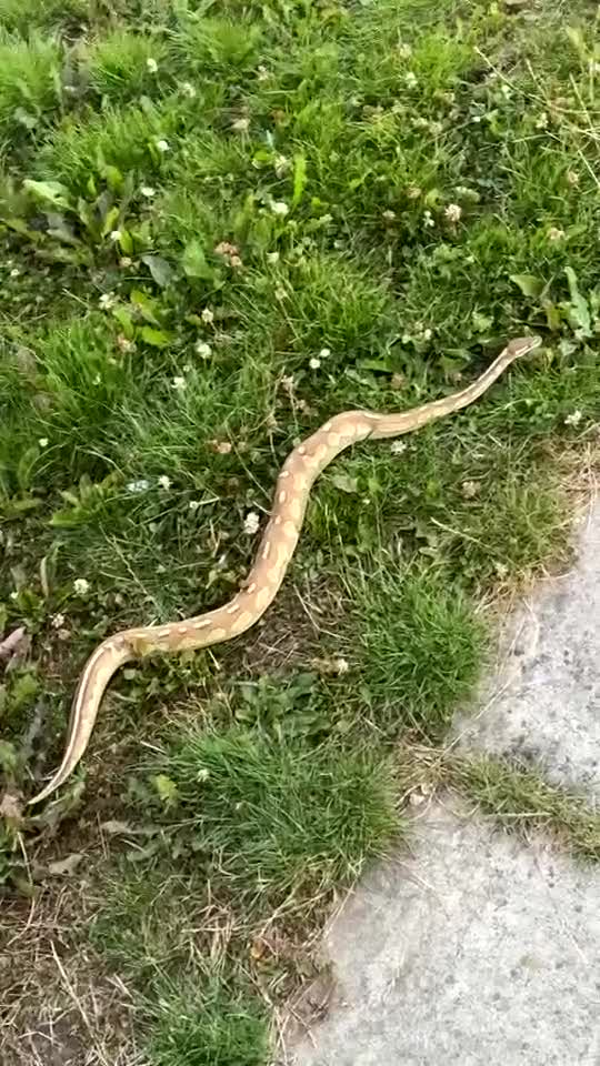 Python Snake reptiles for sale: Cinnamon lesser pos het clown  - Video 1