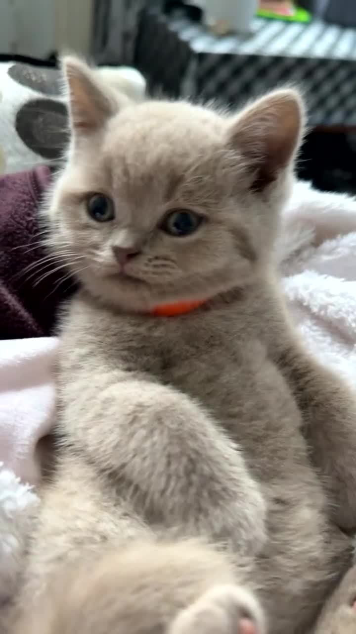 British Shorthair cats for sale: Lilac female British Shorthair  - Video 3