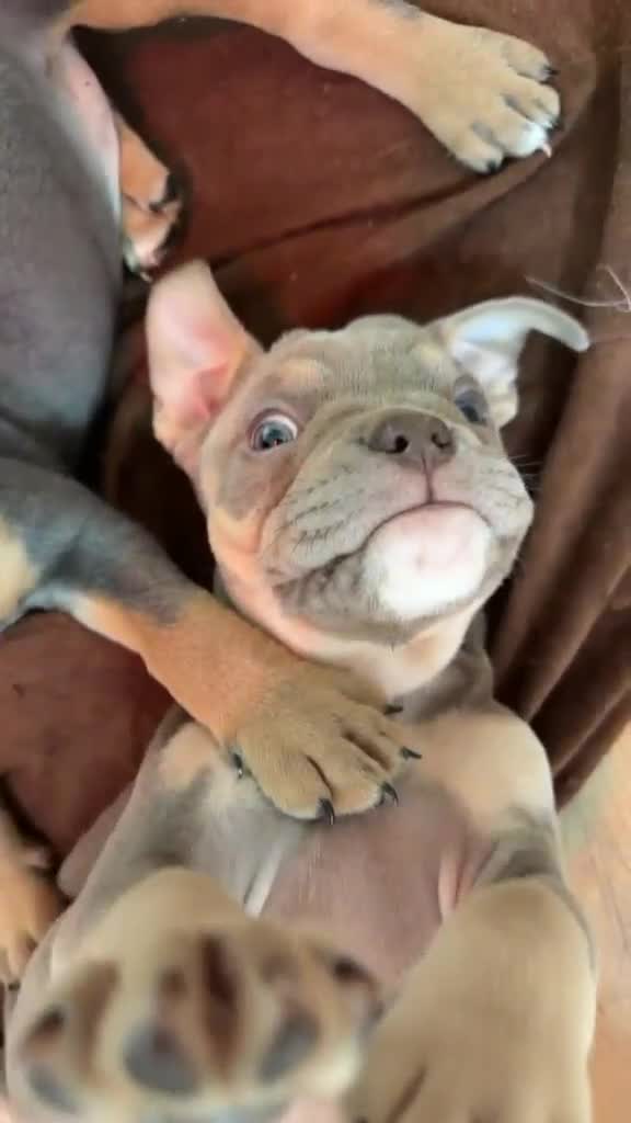 Dorset Olde Tyme Bulldogge dogs for sale: Olde english bulldogge - Video 2