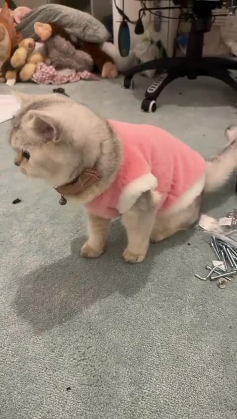 British Shorthair cats for sale: British short hair  - Video 1