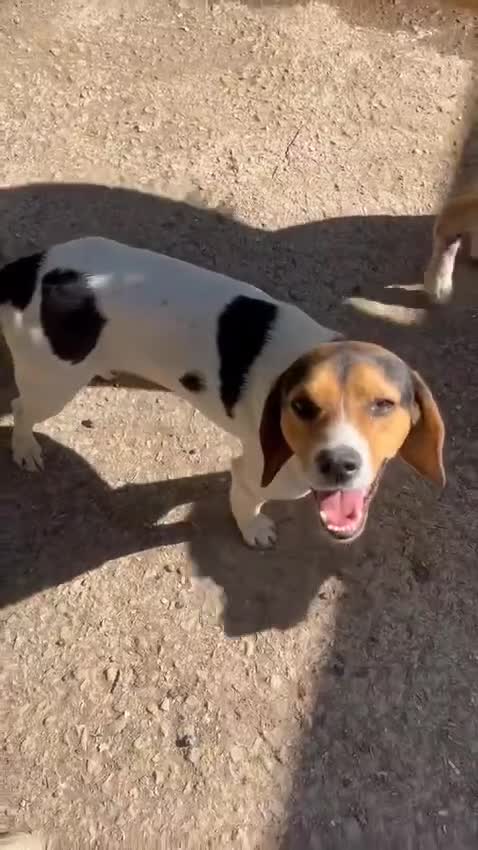 Beagle dogs for adoption: Cooper is in Hampshire & waiting for his family  - Video 1