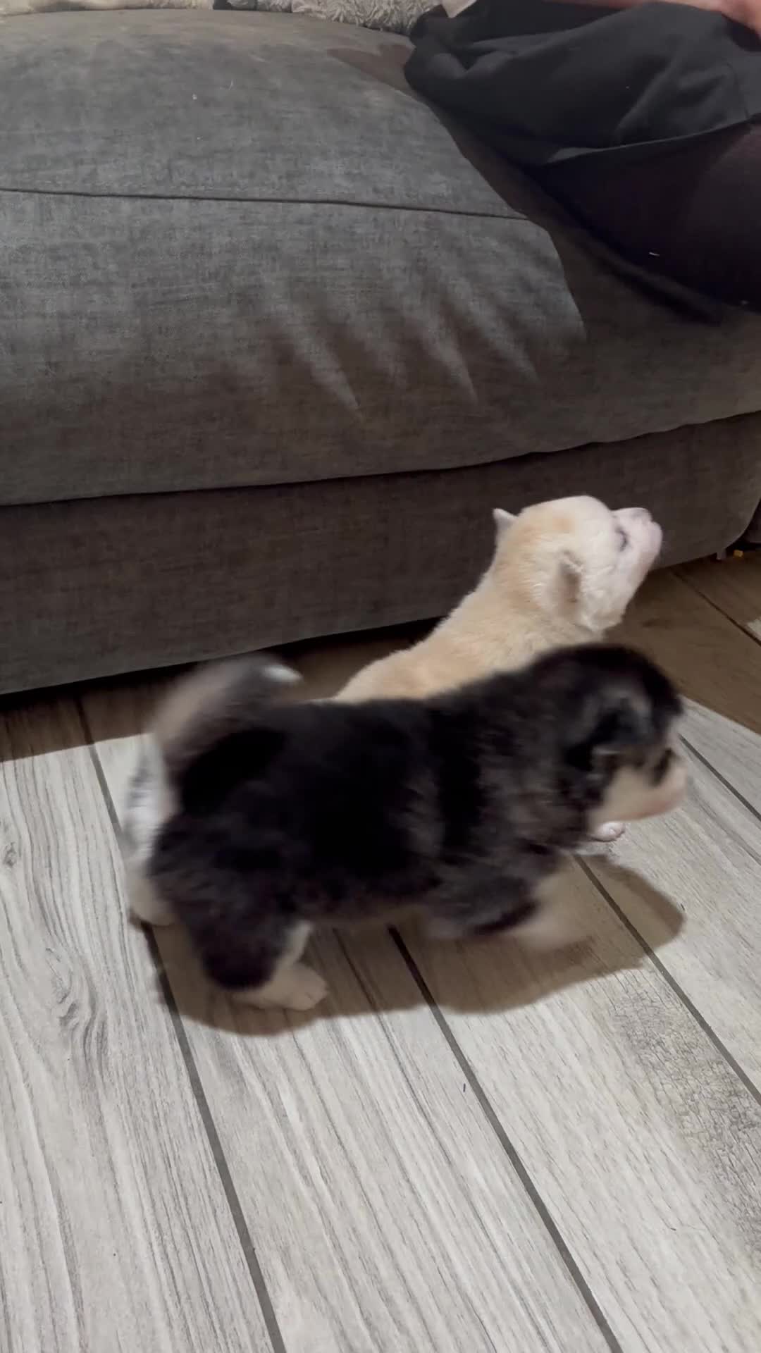 Pomsky dogs for sale: Last 1 now reduced 🩷  F3 real pomsky puppies  - Video 3