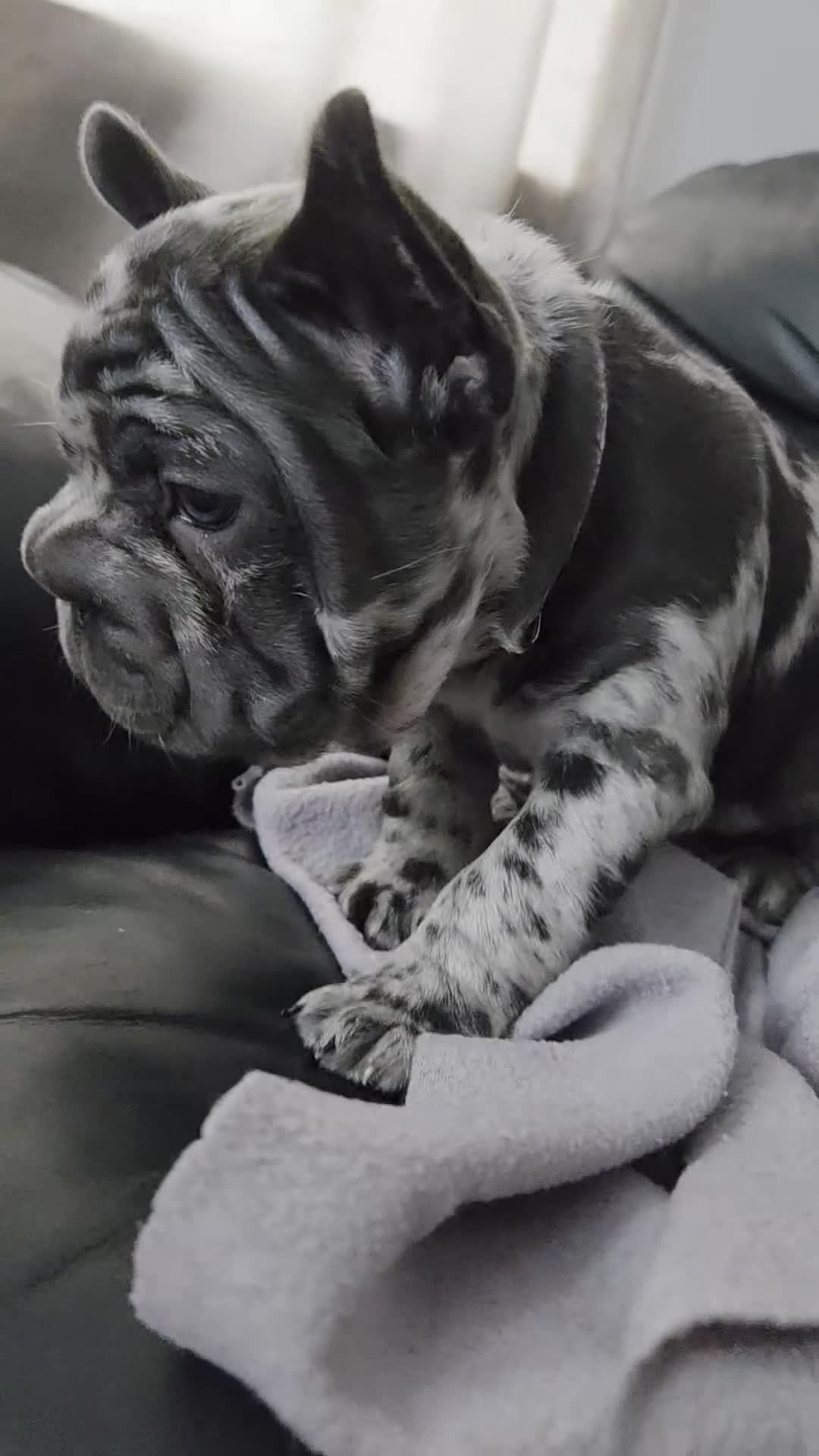 French Bulldog dogs for sale: 💝 DWKC registered champion bloodlines💖 - Video 1