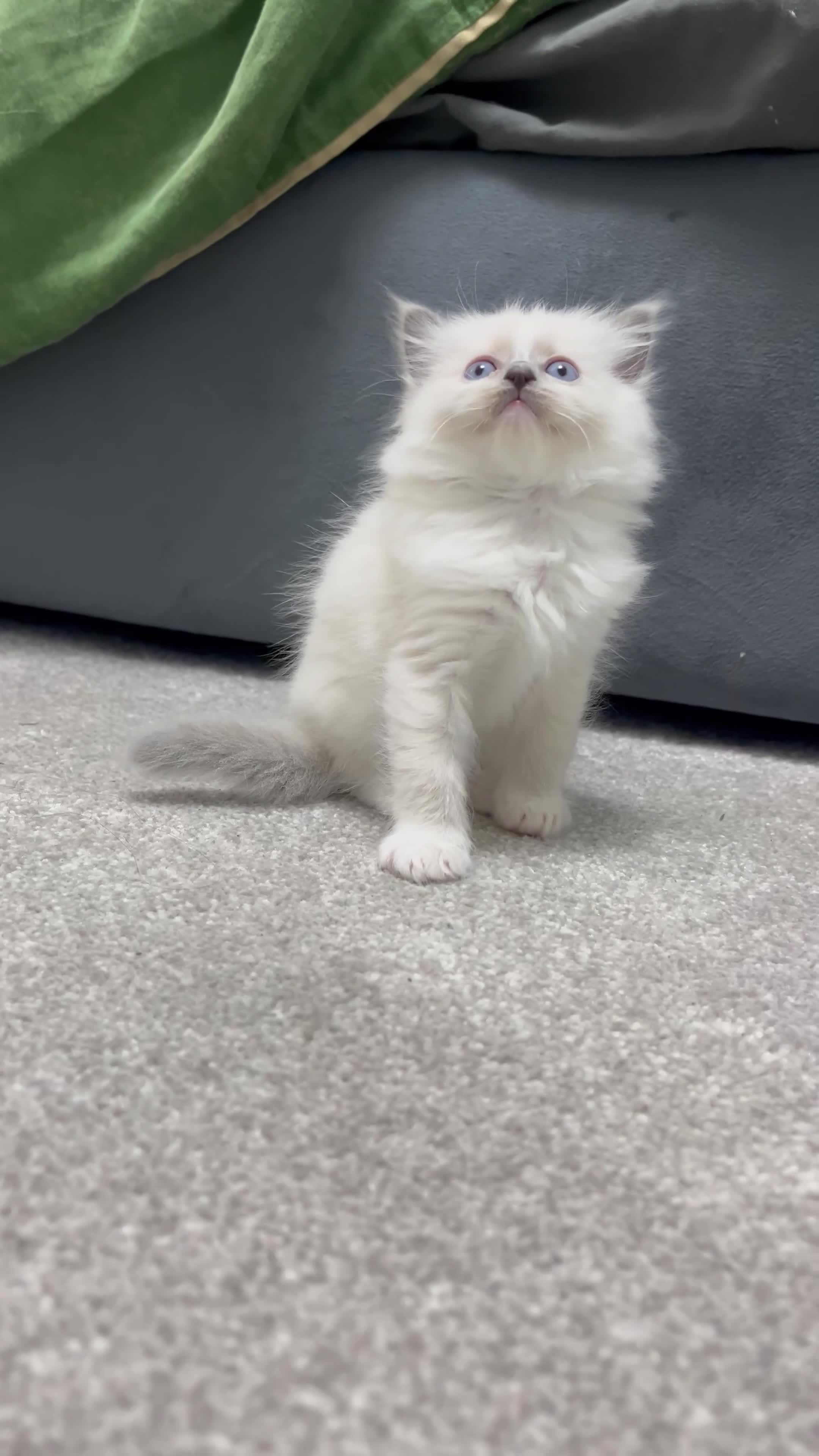 Ragdoll cats for sale: Blue point Ragdoll girl - Video 1
