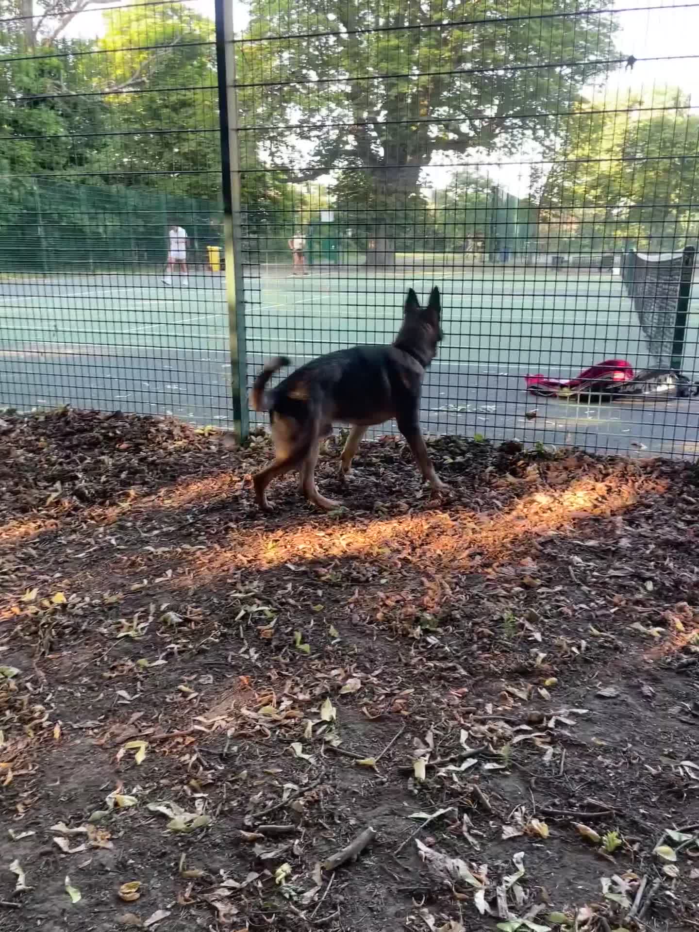 German Shepherd dogs for sale: Sadly looking for a new home 😢  - Video 1