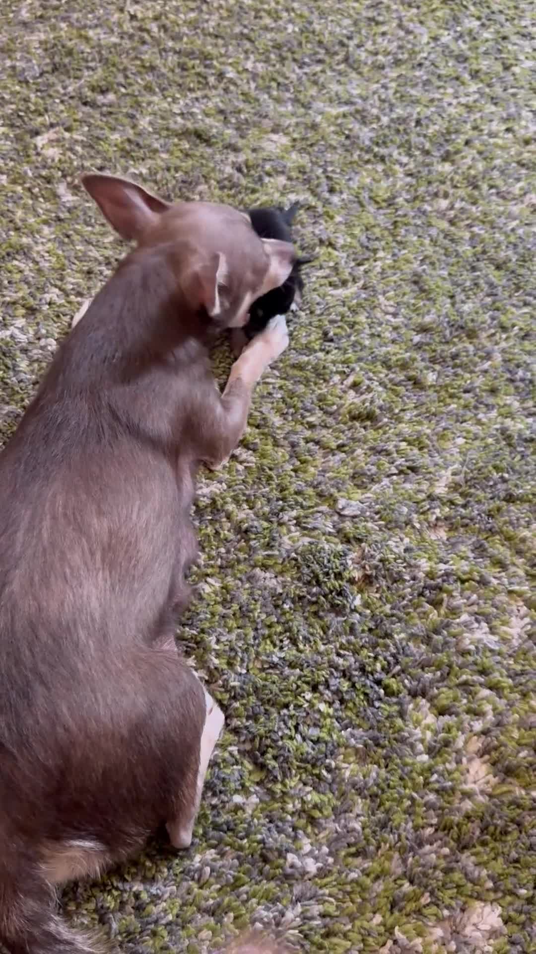 Chihuahua dogs for sale: Last cream boy (REDUCED AGAIN) - Video 1