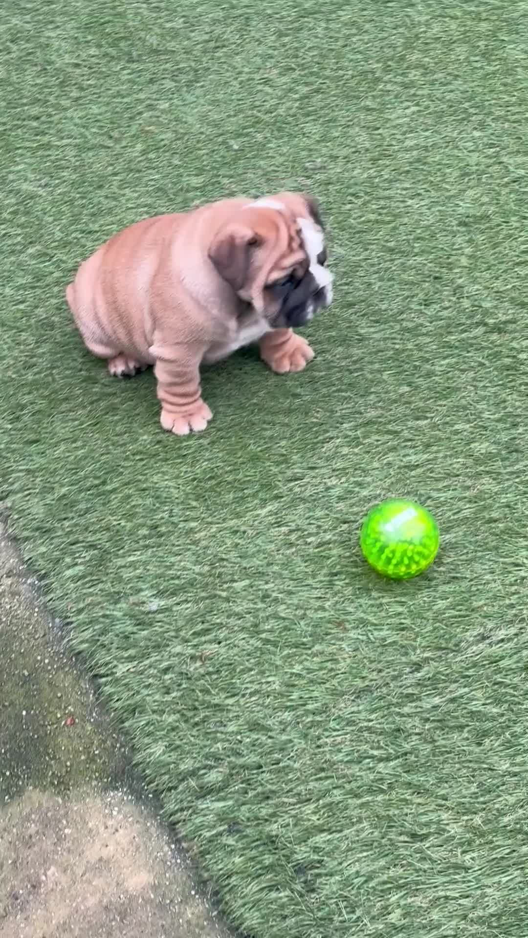 English Bulldog dogs for sale: Quality Bulldog puppies (Standard coloured ) - Video 1