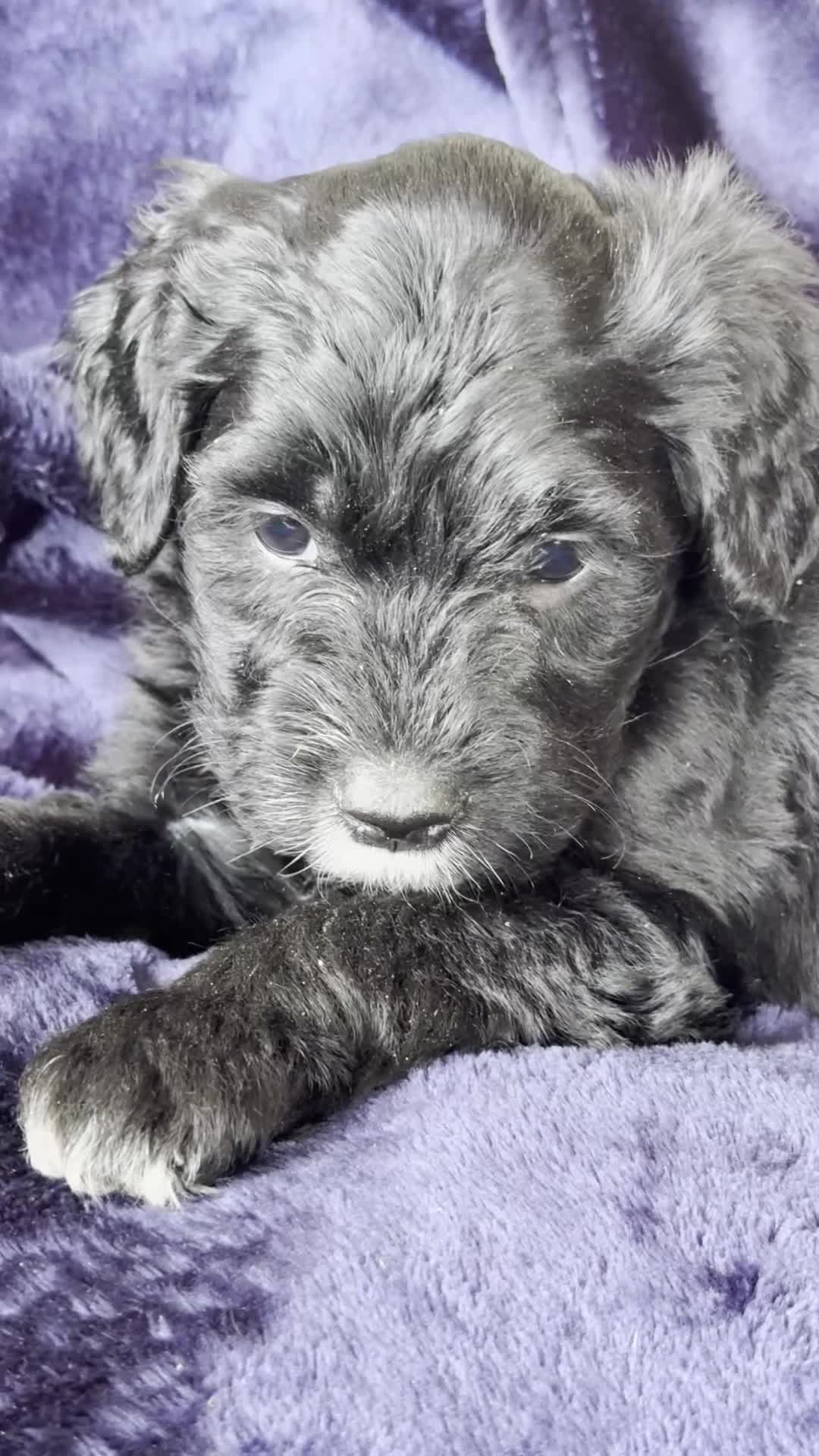 Portuguese Water Dog dogs for sale: Pure Portuguese water dogs for sale - Video 1