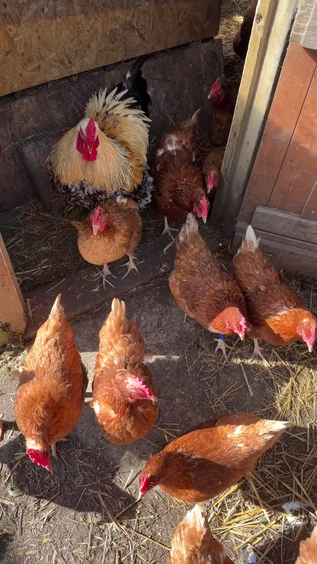 Chickens poultry for sale: Beautiful Healthy Laying Hens - Video 1