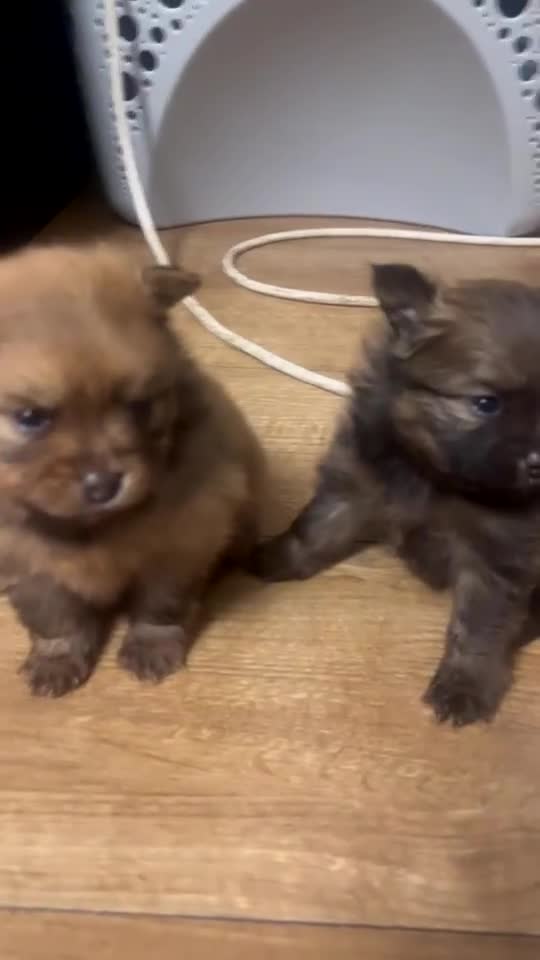 Pomeranian dogs for sale: THREE BEAUTIFUL POMERANIAN PUPPIES⚠️⚠️❗️  - Video 1