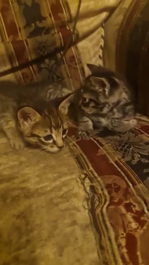 Savannah cats for sale: F5 Savannah x DSH kittens  in Hull - Video 1