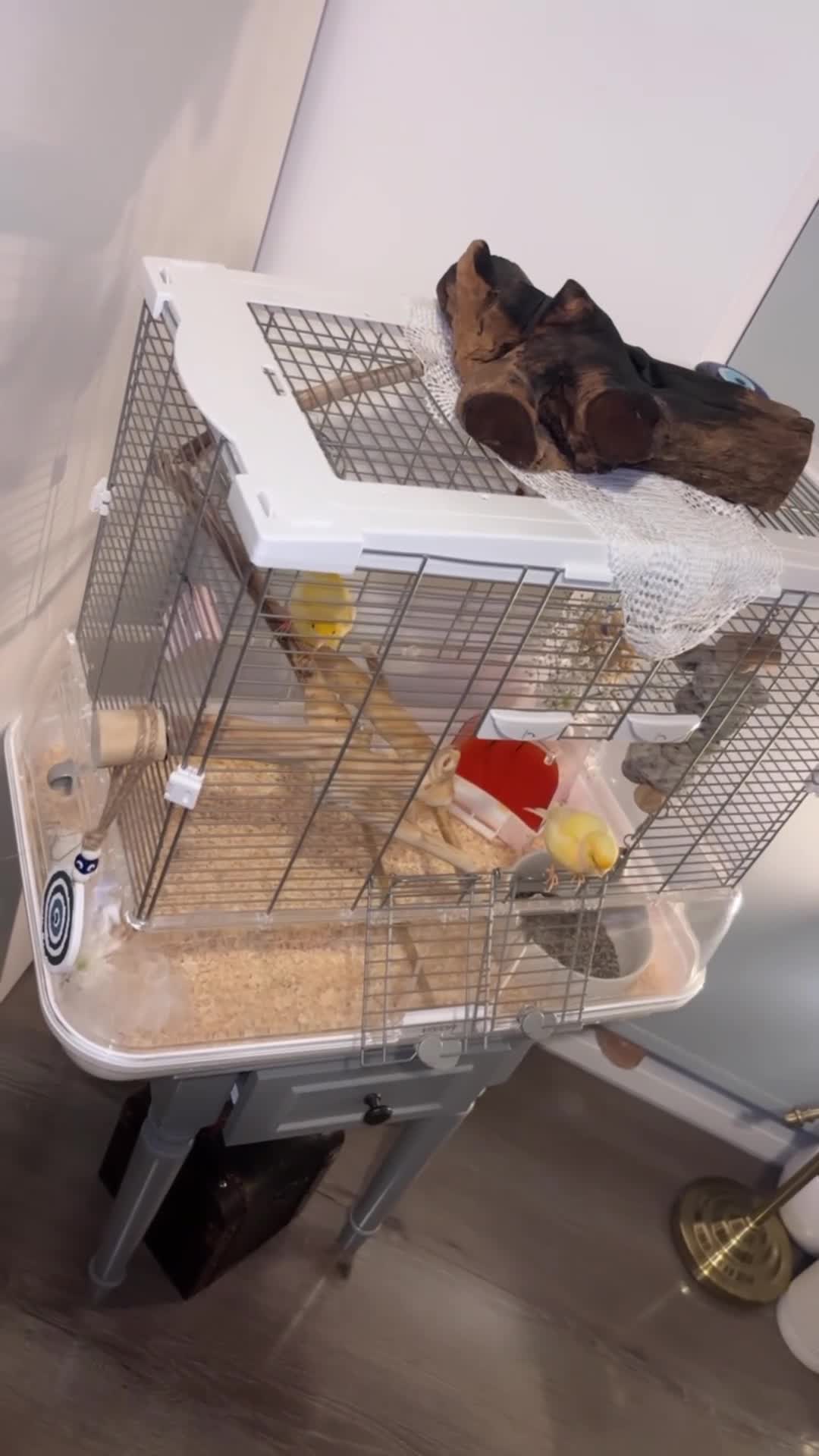 Canaries birds for sale: Singing canary pair - Video 3