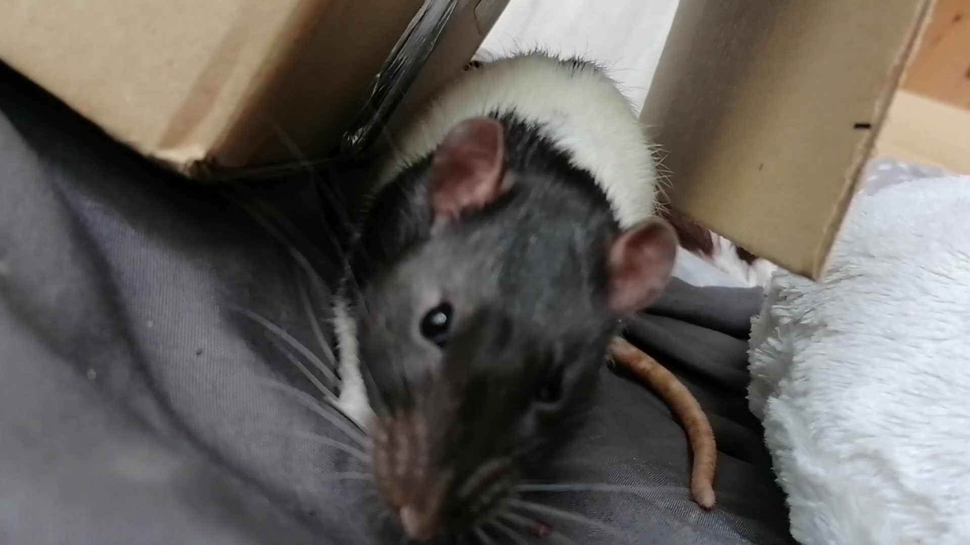 Rat rodents for sale: Free Rats with Cage etc, to good home - Video 1