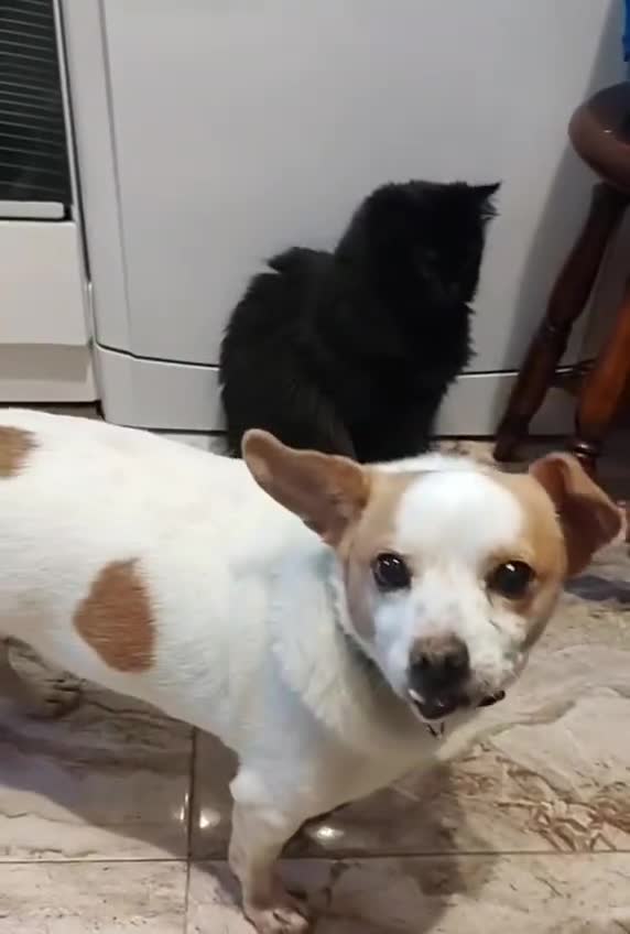 Mixed Breed dogs for adoption: 💙🐶 ZAHAR 🐶💙 - Video 4
