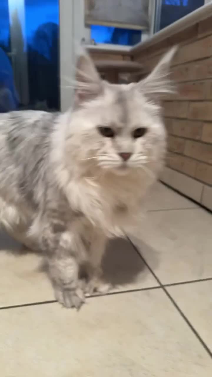 Maine Coon cats for stud: Beautiful Boy. in Boston - Video 2