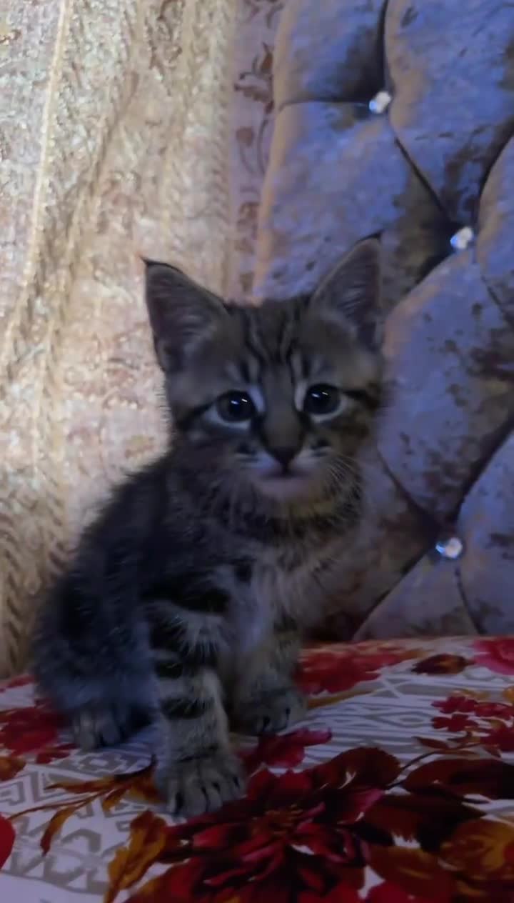 Mixed Breed cats for sale: Young Male Kitten Needs Patient Loving Home in Bradford - Video 1