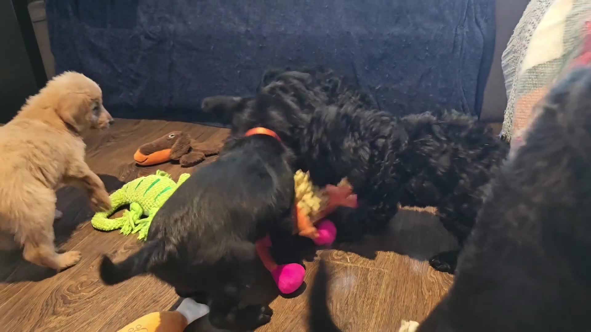 Double Doodle dogs for sale: Double Doodles, ready to leave for their new homes - Video 1