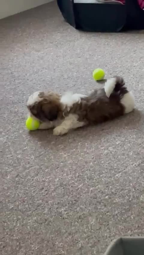 Shih Tzu dogs for sale: Shih tzu puppy boy  - Video 1