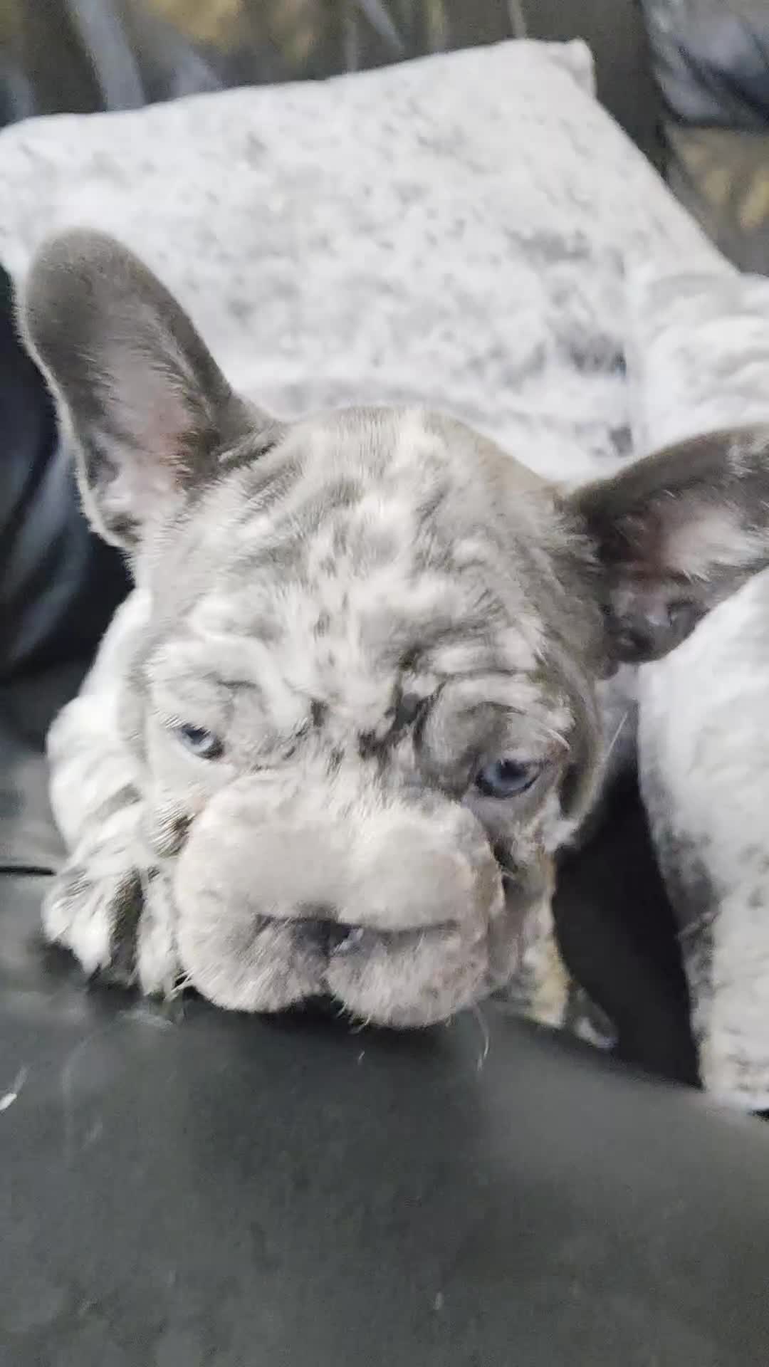 French Bulldog dogs for sale: 💝 DWKC registered champion bloodlines💖 - Video 2