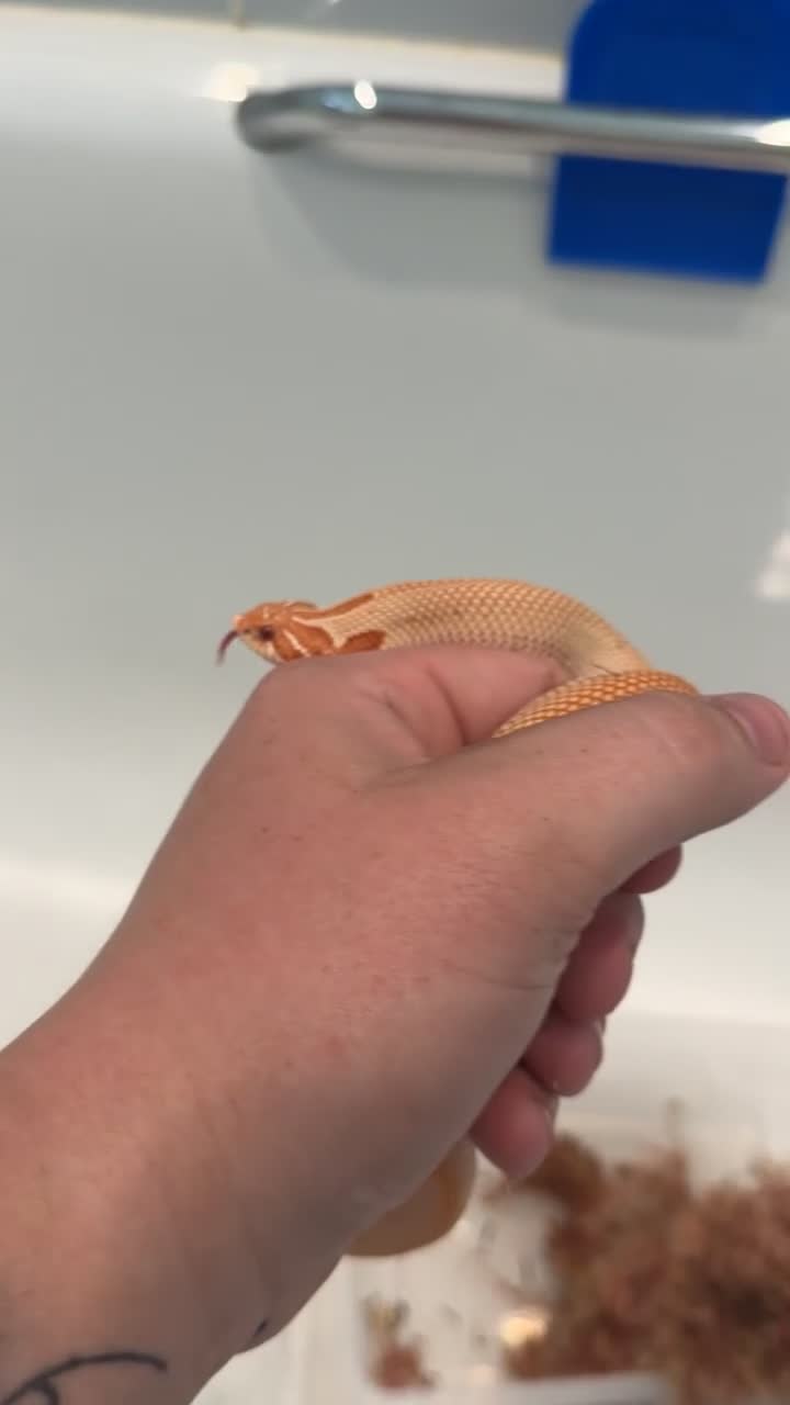Snake reptiles for sale: Hognose snake and set up  - Video 3