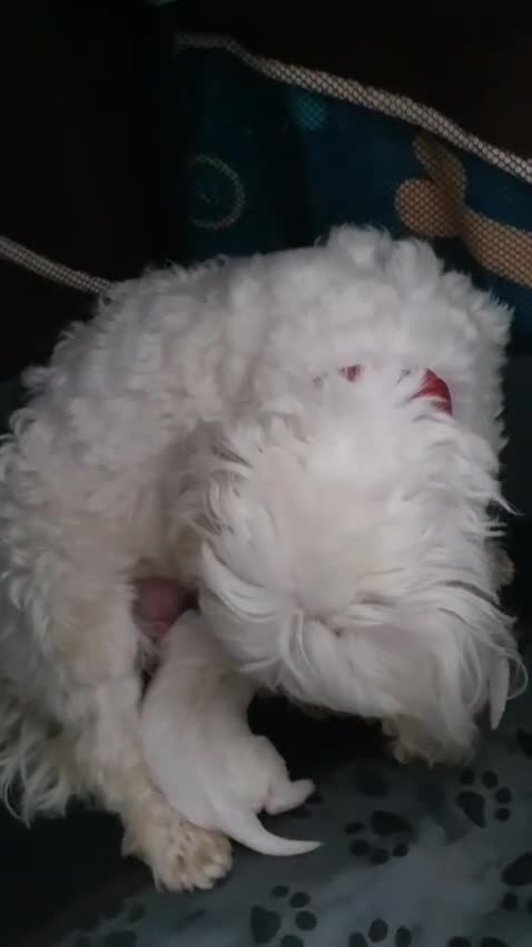 Maltese dogs for sale: Maltese Puppy KC Registred 9 weeks old London EN5 - Video 3