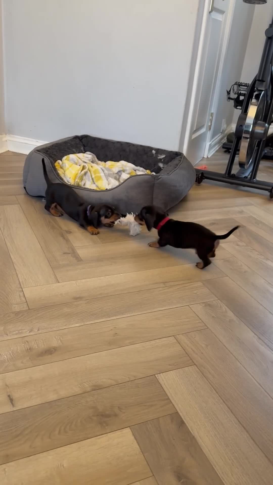 Miniature Dachshund dogs for sale: Black and Tan Miniature Dachshund Puppies  - Video 2