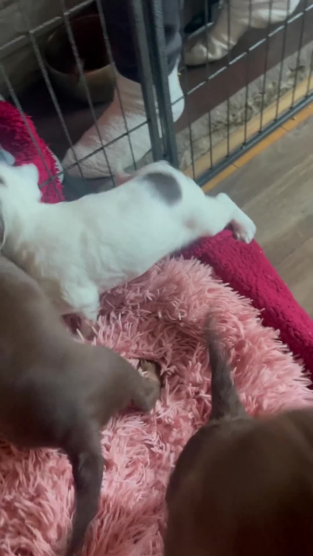 Cocker Spaniel dogs for sale: Holistic & Raw Fed Working Cocker Spaniels - Video 1