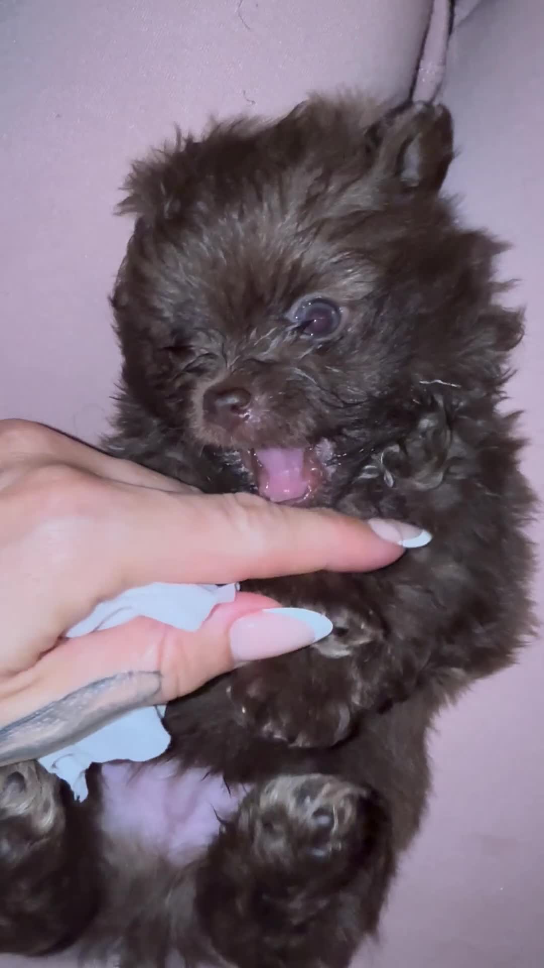 Pomeranian dogs for sale: ✨ PERFECT ✨ POMERANIANS with free delivery 🚚 ❤️ - Video 2