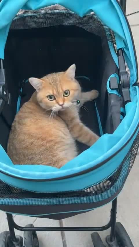 British Shorthair cats for sale: Home cat well kept and cleaned in Slough - Video 1