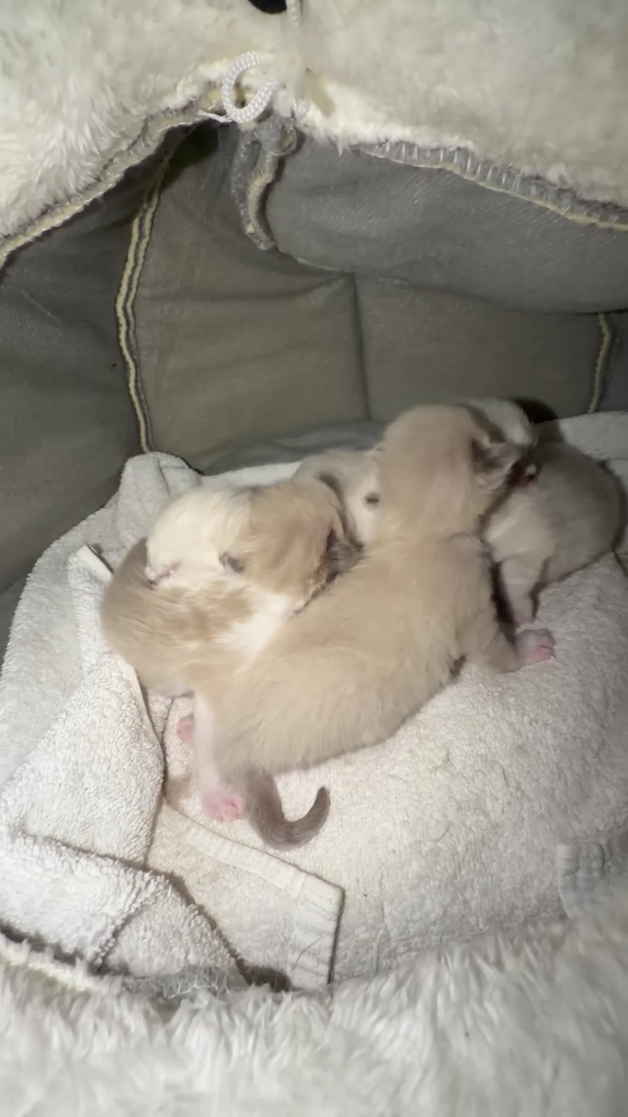 Ragdoll cats for sale: Purebred Ragdoll Kittens – Taking Reservations Now - Video 1
