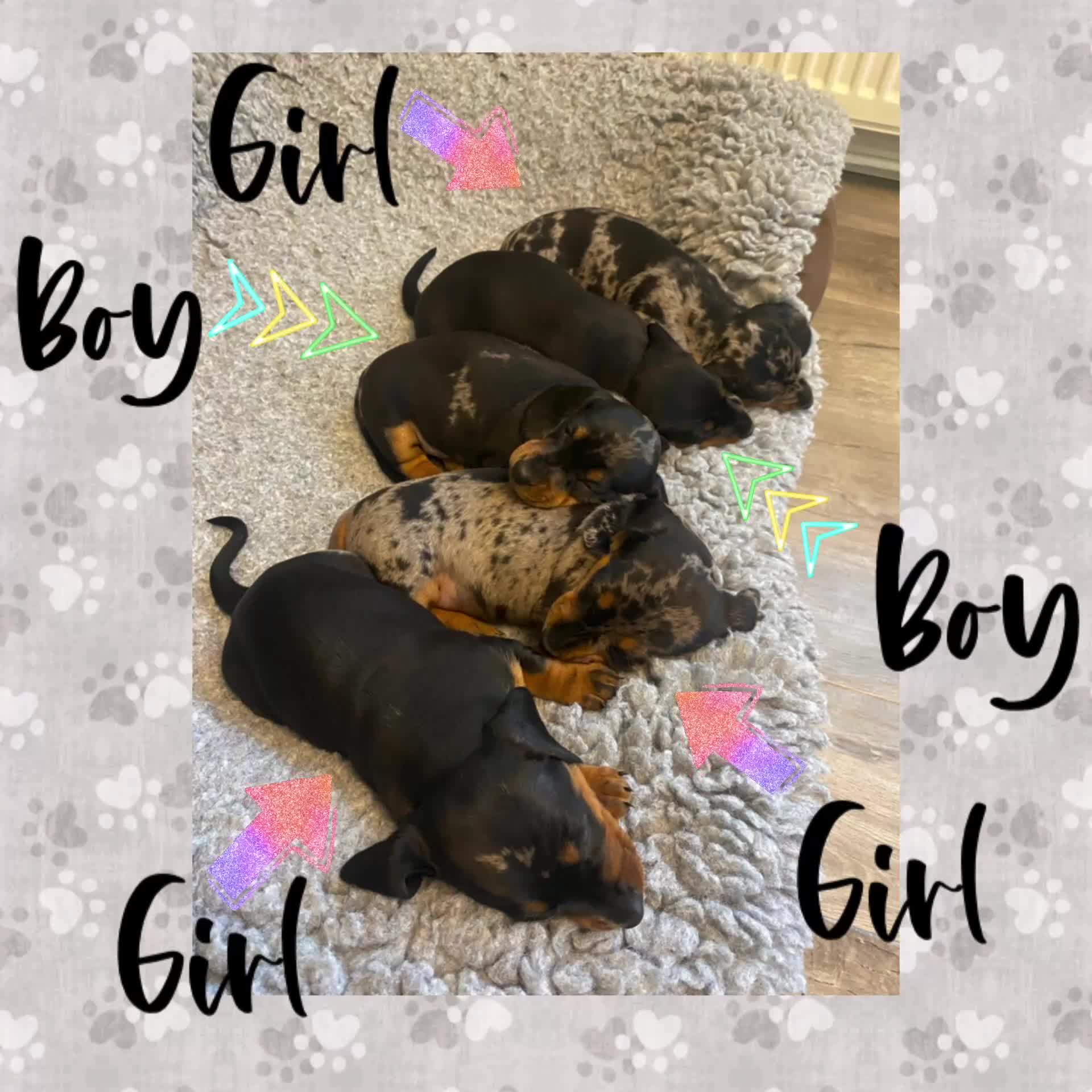 Miniature Dachshund dogs for sale: Miniature Black and Tan Dapple Dachshunds - Video 1