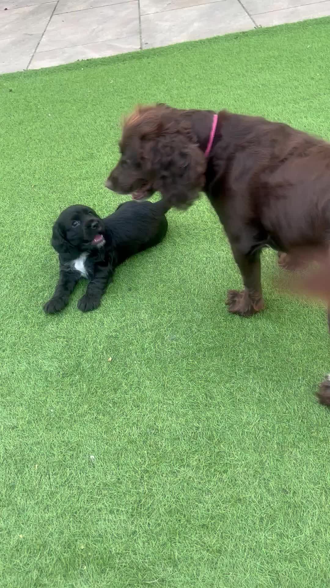 Cocker Spaniel dogs for sale: Black working Cocker Spaniel male - Video 2