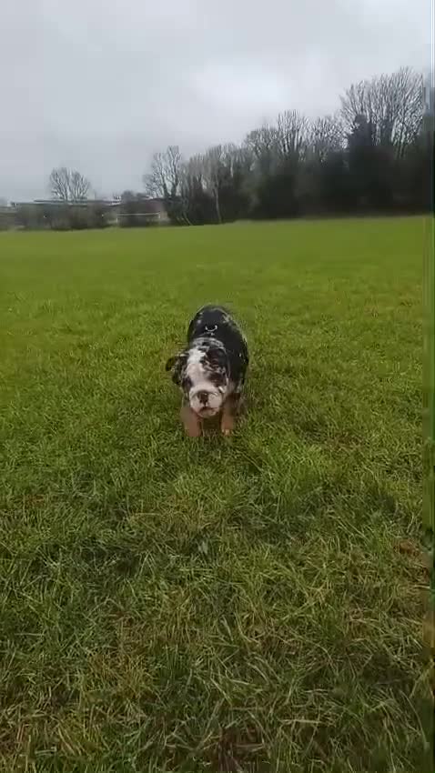 English Bulldog dogs for sale: English bulldog puppies  - Video 1