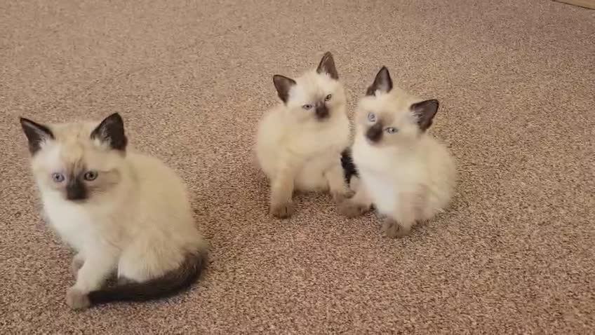 Ragamese cats for sale: Gorgeous Ragdoll x Siamese Kittens - Video 4