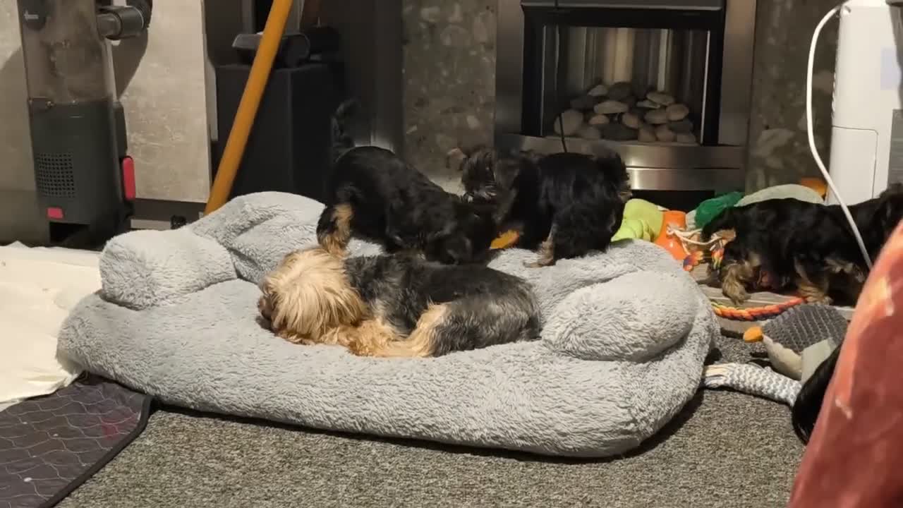 Yorkshire Terrier dogs for sale: Beautiful Yorkshire Terrier Pupp – 2 Girls & 1 Boy - Video 2