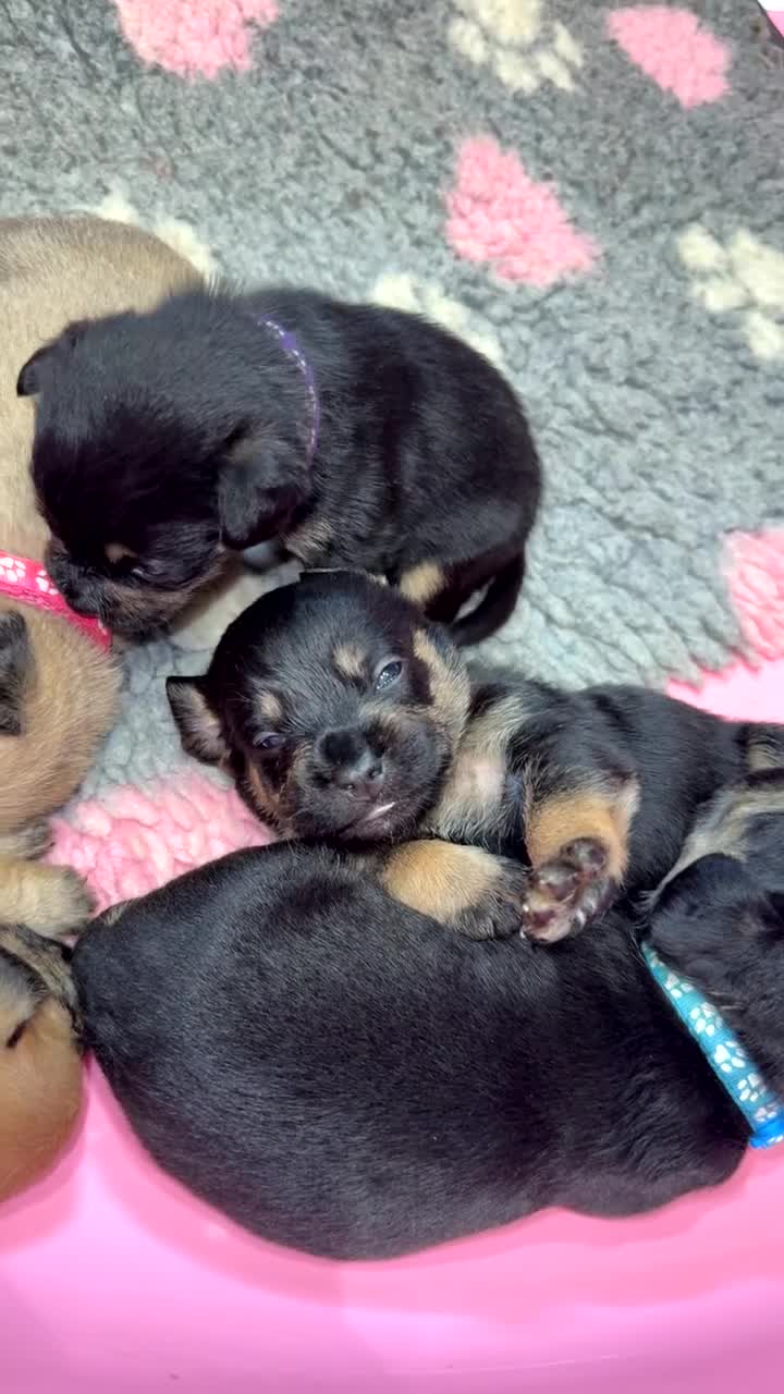 Mixed Breed dogs for sale: Last boy available - Floodle puppies - Video 1