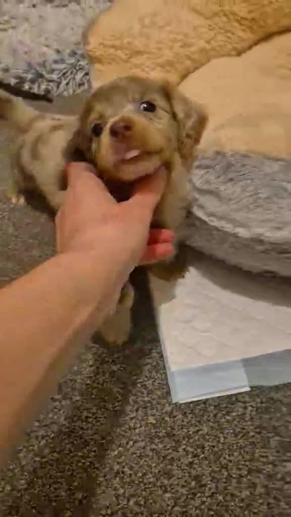 Miniature Dachshund dogs for sale: KC Dachshund puppies  - Video 2